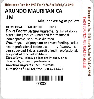 Arundo Mauritanica 1M 5g.jpg Arundo Mauritanica 1M 5g - Arundo Mauritanica 1M 5g